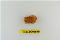 藏品(光輝圓扇蟹)的圖片